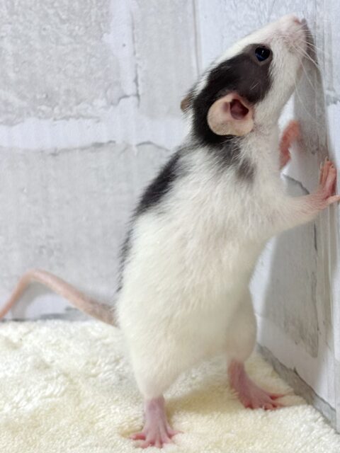 ファンシーラット