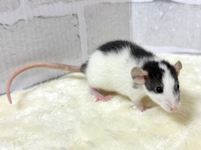 ファンシーラット