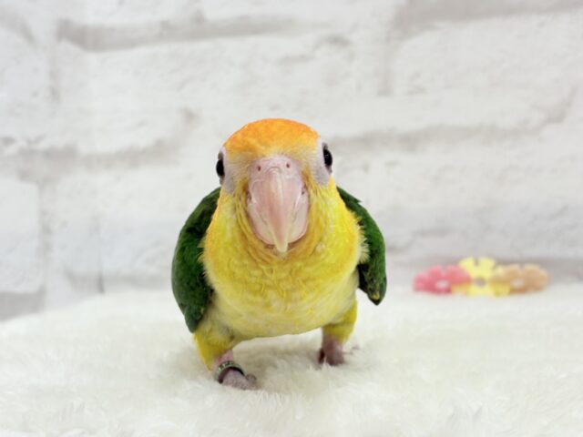 シロハラインコ