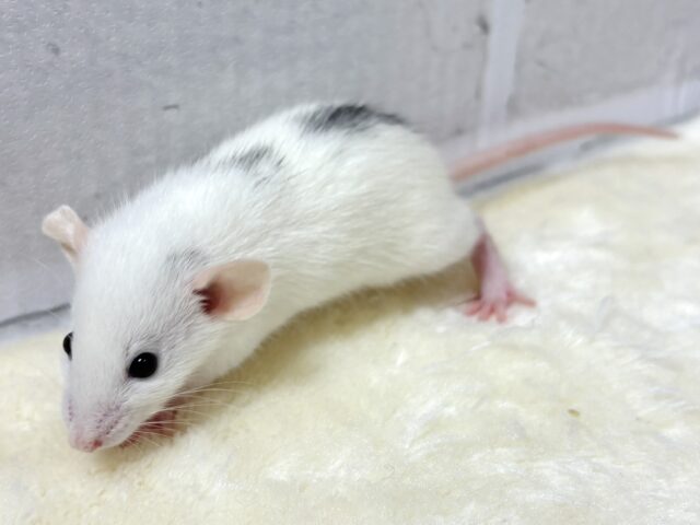 ファンシーラット