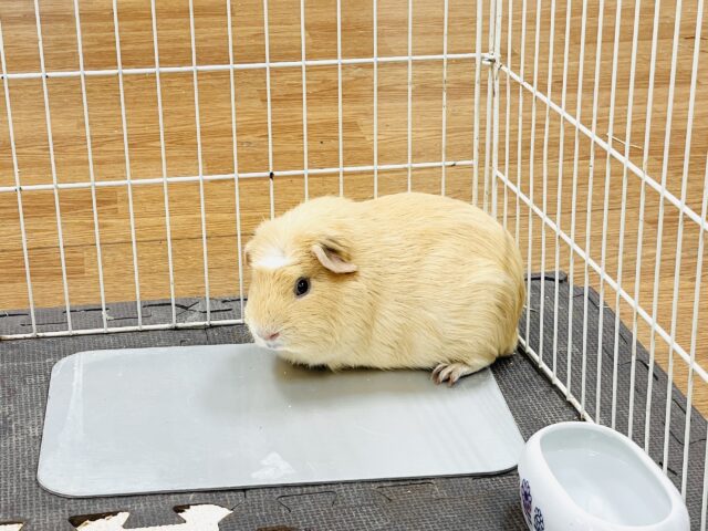 ロシアンモルモット