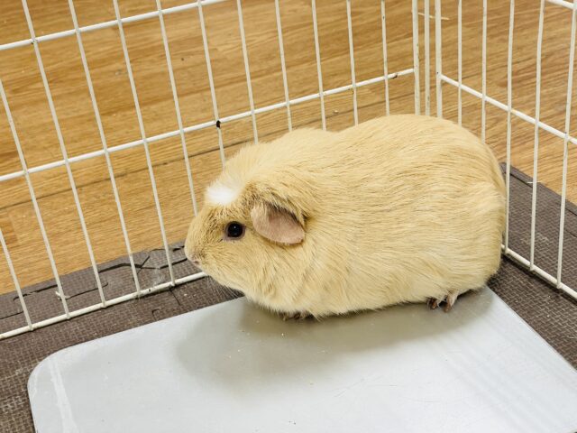 ロシアンモルモット