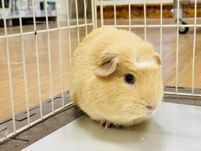 ロシアンモルモット