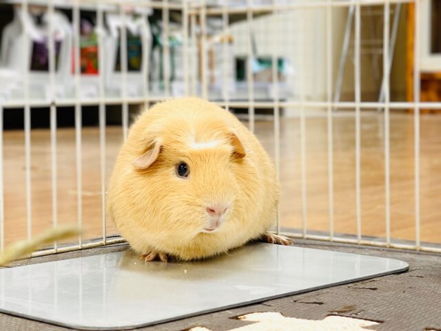 ロシアンモルモット