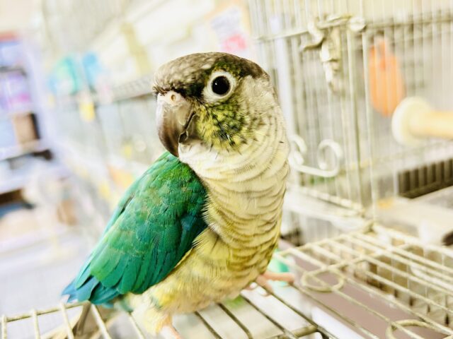 ✨動画更新✨包まれ隊のブルー担当？！🤭💙ワキコガネウロコインコ（ブルー）　2022年3月生まれ