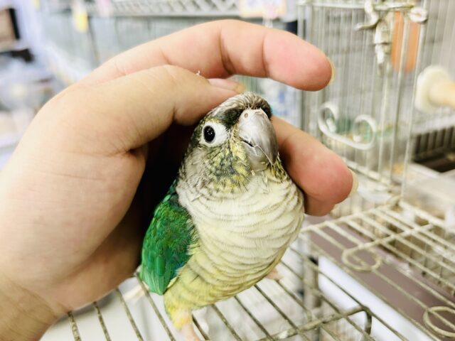 ワキコガネウロコインコ