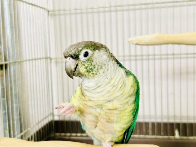 ワキコガネウロコインコ