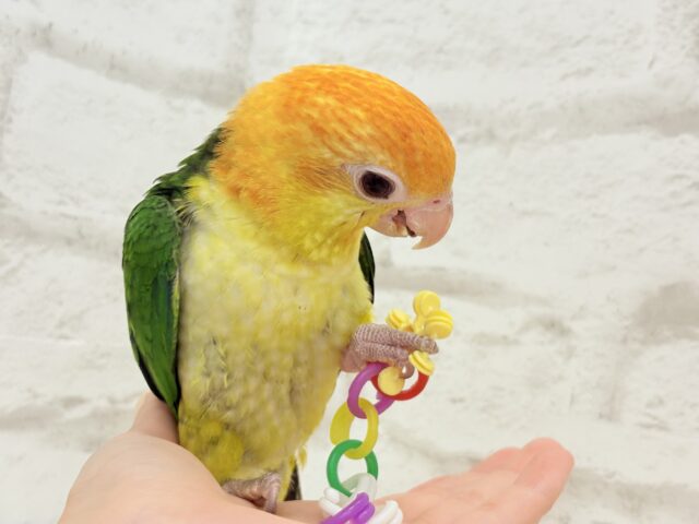 シロハラインコ