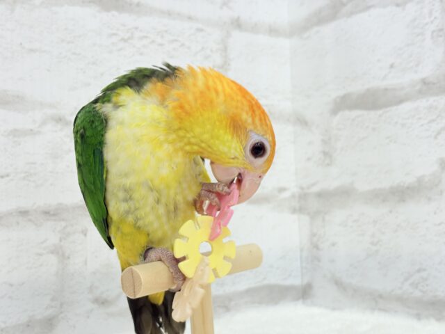 シロハラインコ