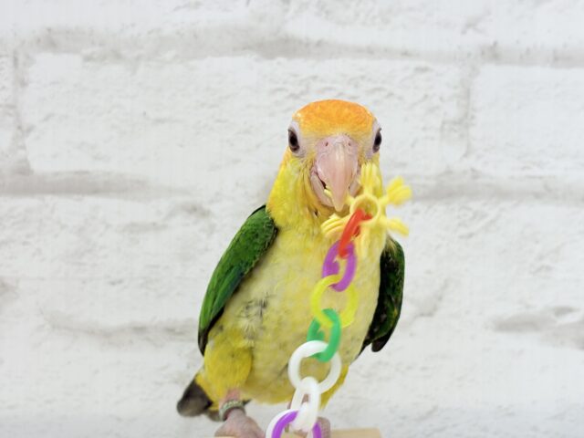 シロハラインコ