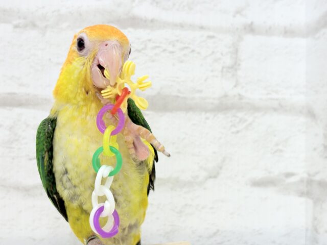 シロハラインコ