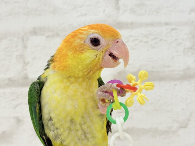 シロハラインコ