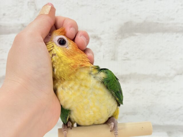 シロハラインコ
