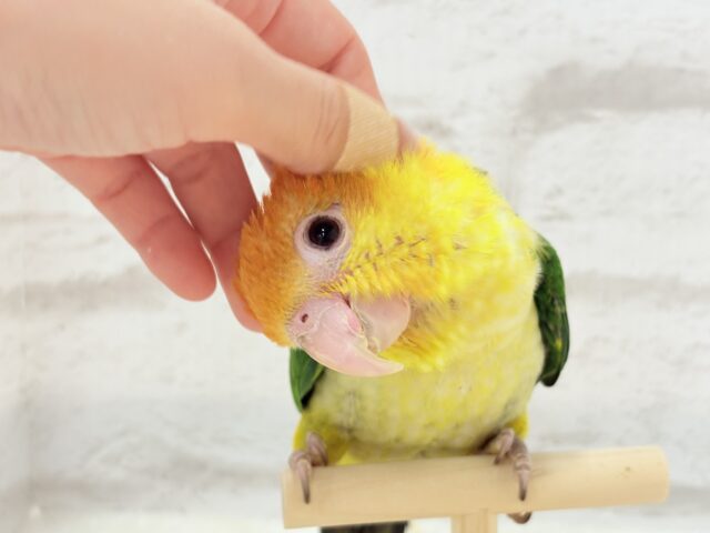 シロハラインコ