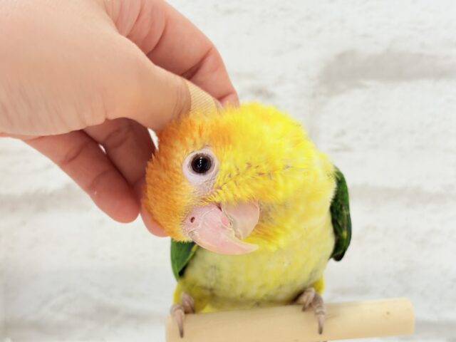 シロハラインコ