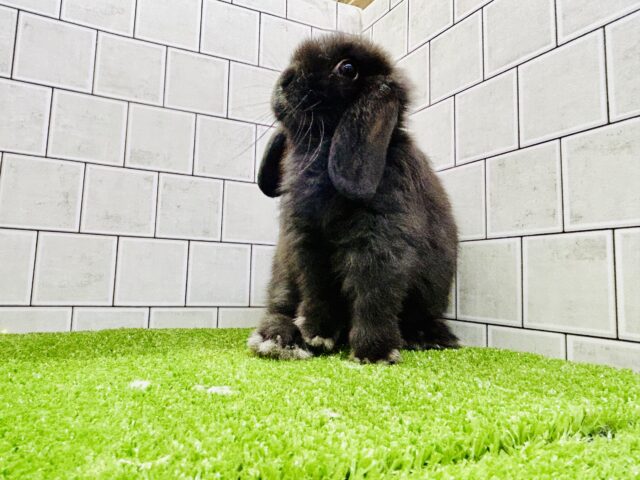 ホーランドロップ