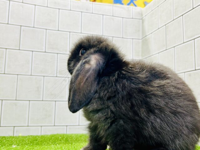 ホーランドロップ