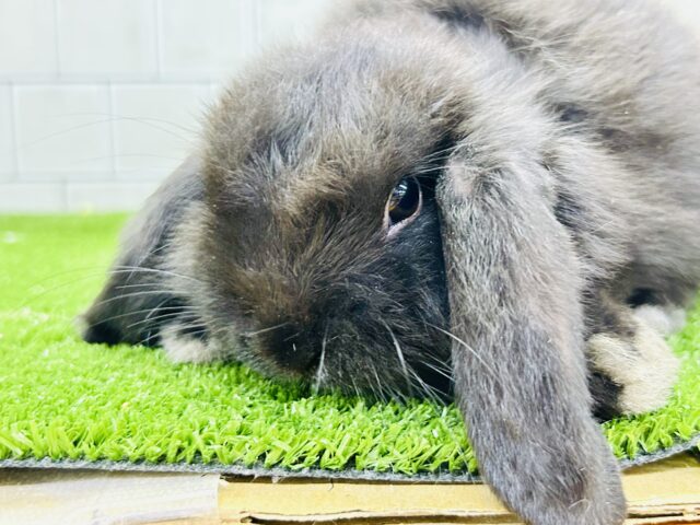 ホーランドロップ