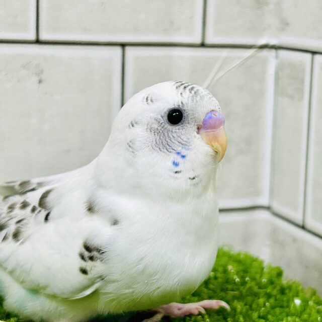 【最新画像更新☆☆】青空の下…🩵🫧も〜も〜きゃわスタイン🐮✧*｡セキセイインコ(白ハルクイン/2025年7月生まれ)