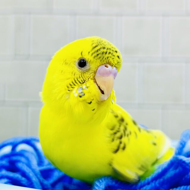 ひまわり畑にごま塩さん♪♪　セキセイインコ