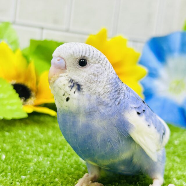 【最新画像更新☆☆】濃いめにブルーハワイ？？　セキセイインコ
