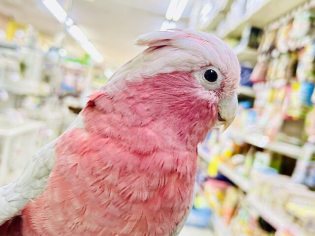 モモイロインコ