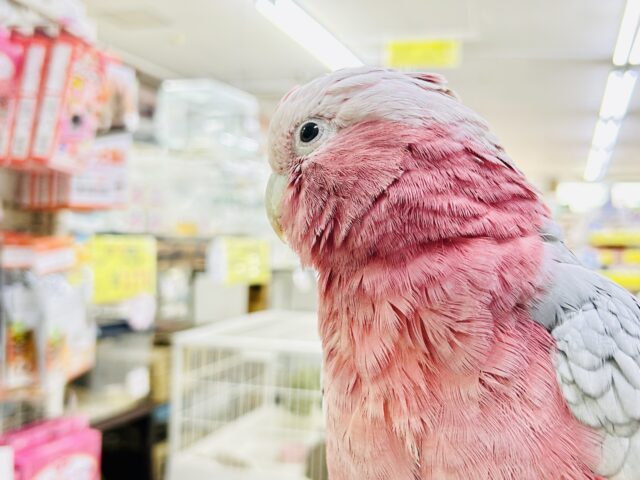 モモイロインコ