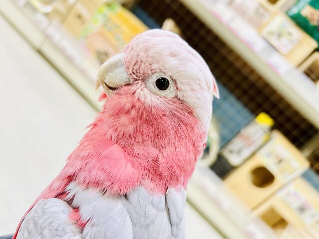 モモイロインコ
