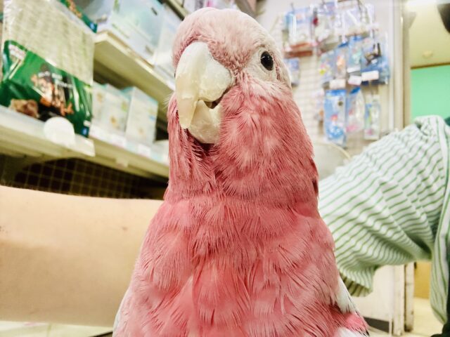 モモイロインコ