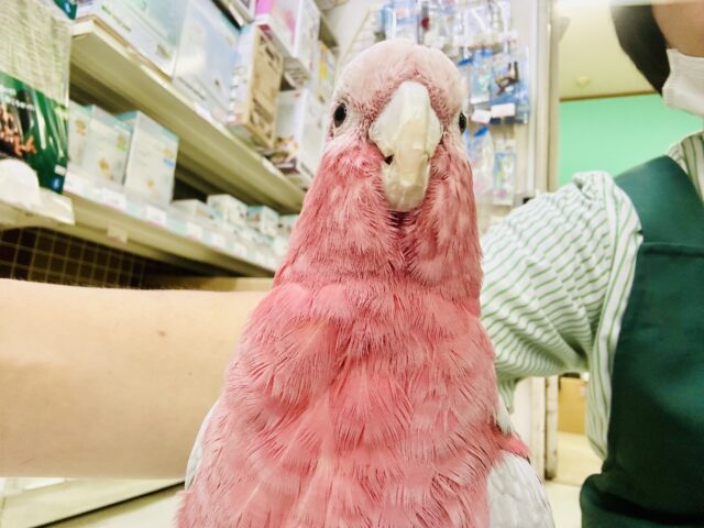 モモイロインコ