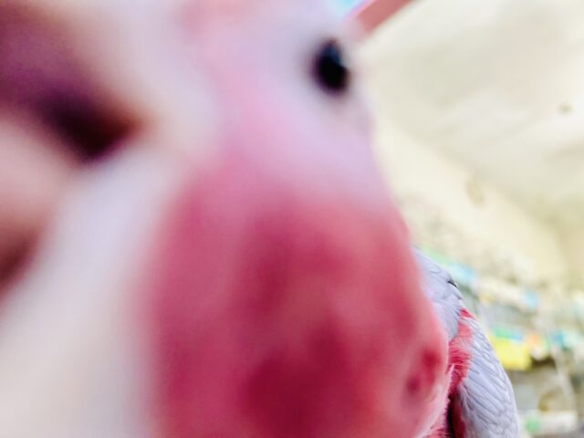 モモイロインコ