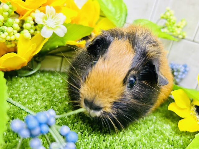 ロシアンモルモット