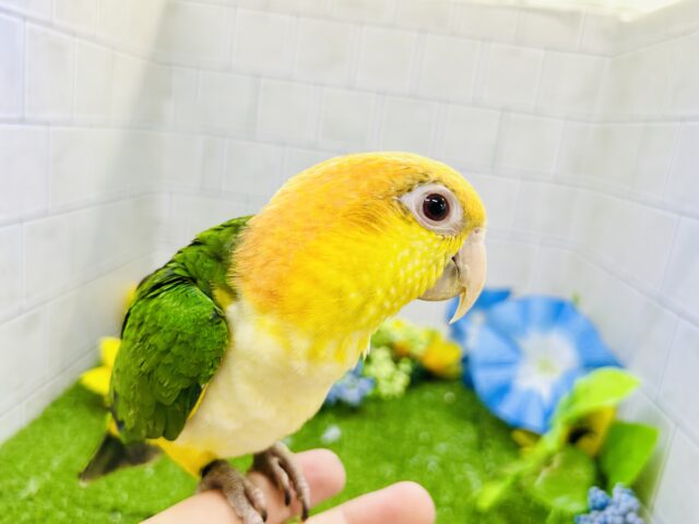 シロハラインコ
