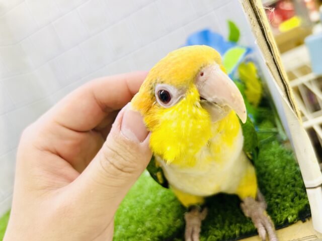 シロハラインコ
