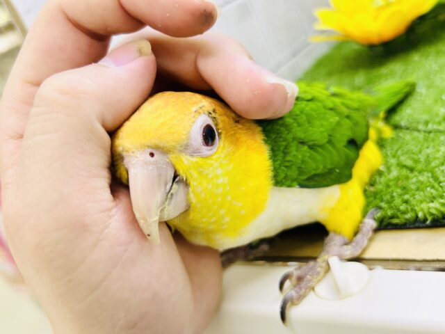 シロハラインコ