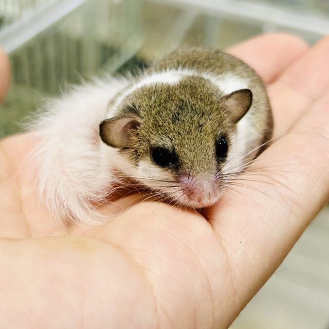【最新画像更新☆☆】ミニマムサイズな未知なる小動物♪♪　ヤマネ