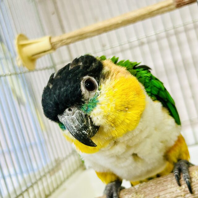 １日１歩！３日で３歩！コツコツタイプです♪　ズグロシロハラインコ
