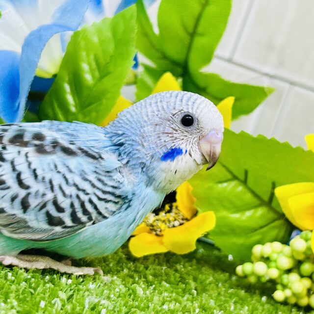 人気！さわやかブルーがやってきました♪♪　セキセイインコ