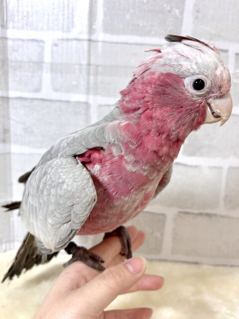 モモイロインコ