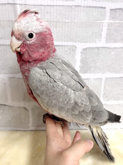 モモイロインコ