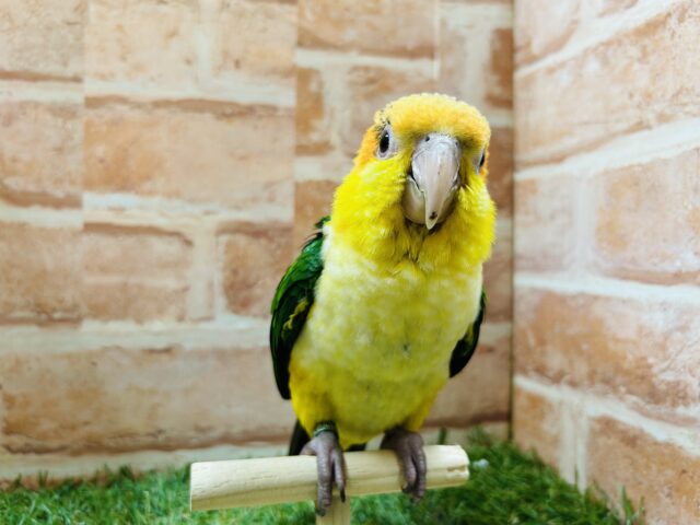 シロハラインコ