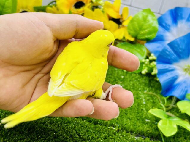 セキセイインコ
