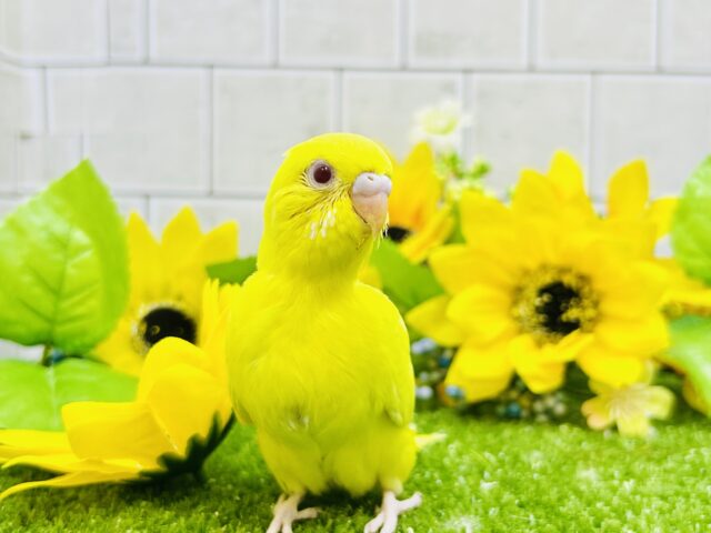 セキセイインコ