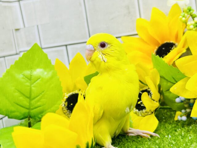 セキセイインコ