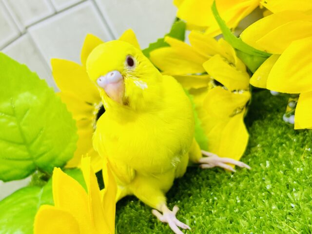 ひまわり畑でかくれんぼ？見つけられるかな？？　セキセイインコ