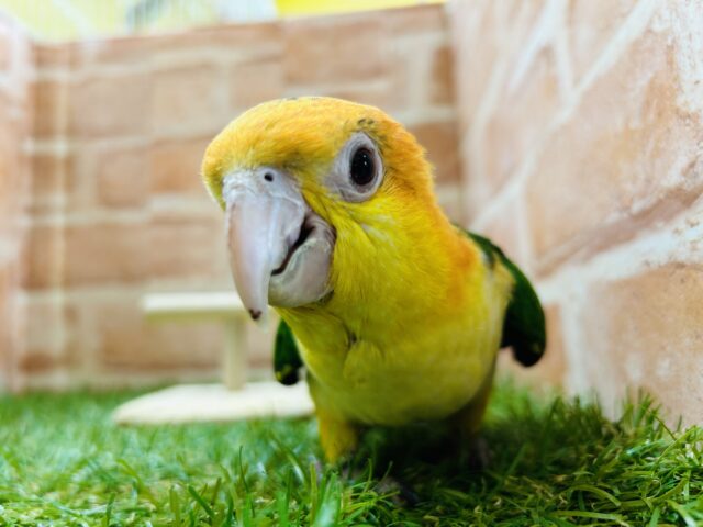 シロハラインコ