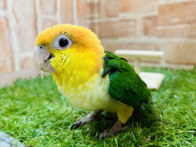 元気いっぱい好奇心旺盛‼️🦜 　シロハラインコ