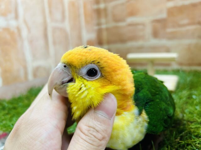 シロハラインコ