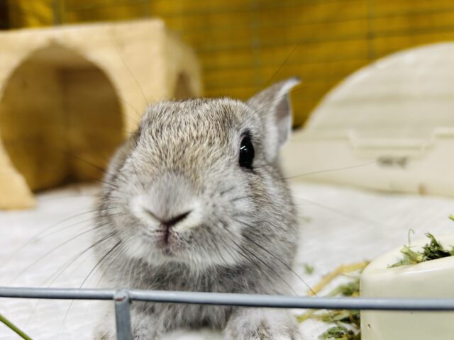 ネザーランドドワーフ