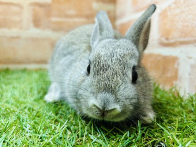 ネザーランドドワーフ